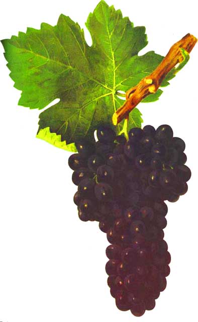 Shiraz (grape)